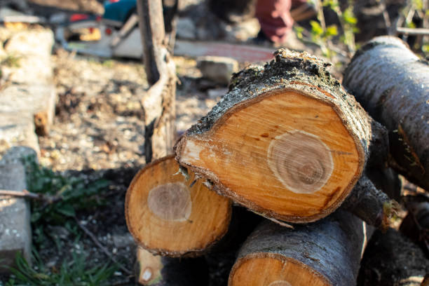 Best Stump Grinding and Removal  in USA
